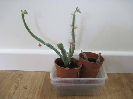 Photo of free candle plants (Cambuskenneth FK9) #1