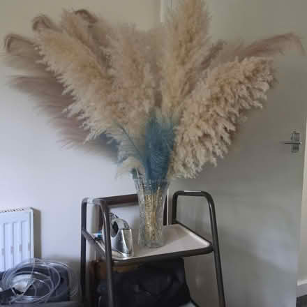 Photo of free Faux pampas grass (Darlaston WS10) #1