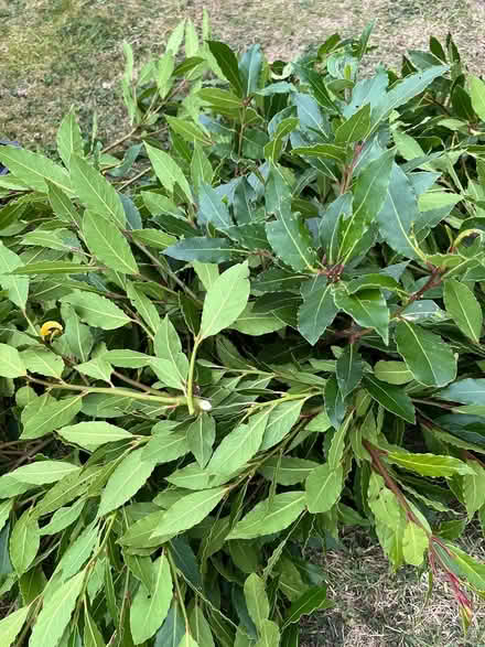 Photo of free Bay leaves (Near Settle BD24) #1