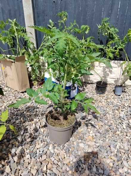 Photo of free Tomato plants (York YO31) #2