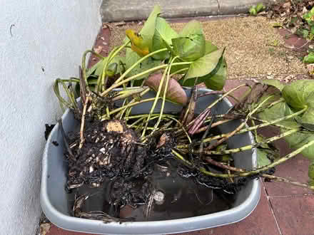 Photo of free Newly divided water lilly (Central Shoreham BN43) #1