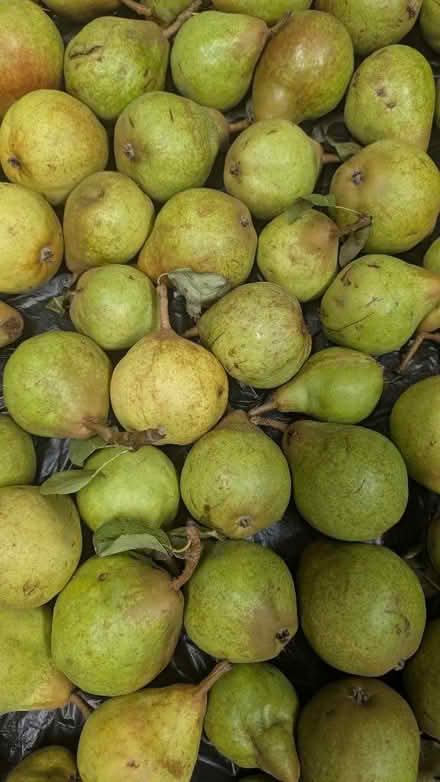 Photo of free Conference Pears (Old Walcot SN3) #1