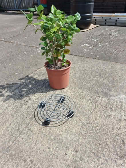 Photo of free Potted plant trolley (Colwall Green WR13) #1