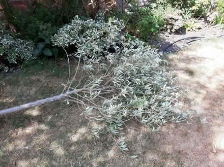 Photo of free Olive tree LIVE tree (Emmer Green RG4) #4