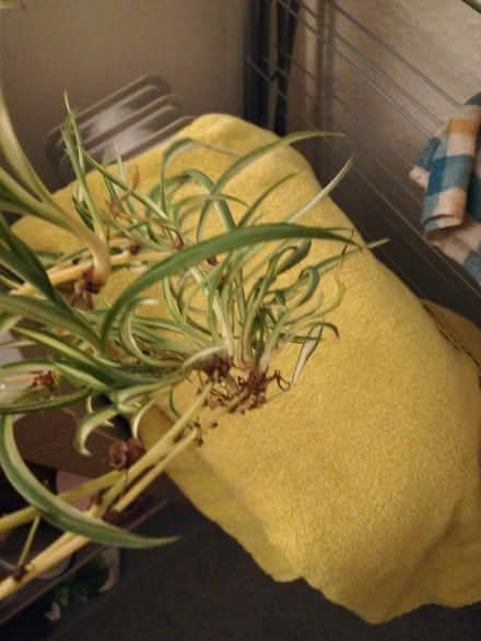 Photo of free Spiderlings (Iffley Road OX4) #1