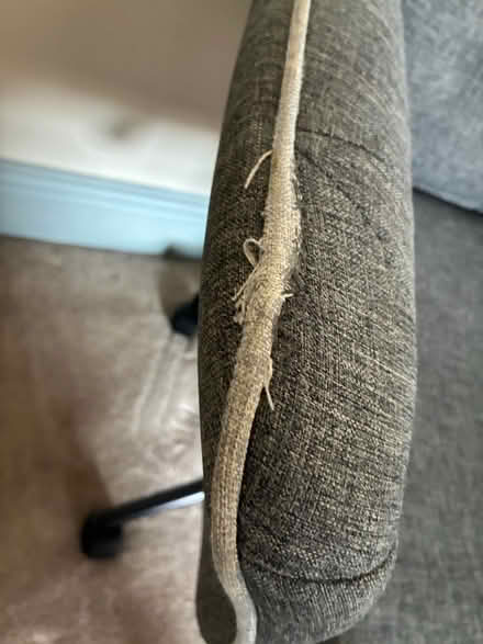 Photo of free desk chair (Belsize Park NW3) #2