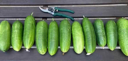 Photo of free Freshly picked cucumbers (GMV SE10) #2