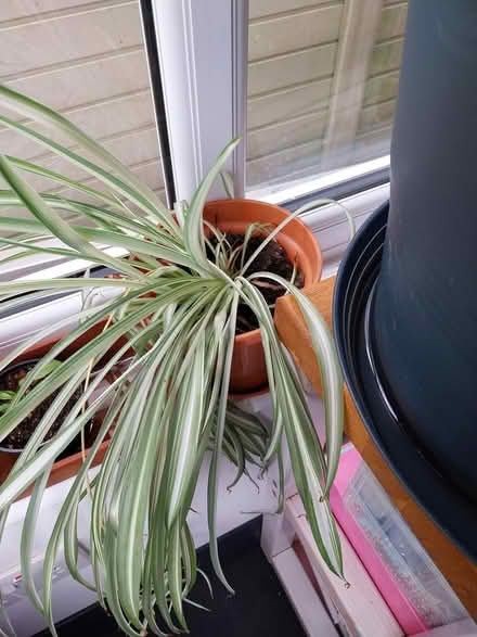 Photo of free Spider plant (AL7 Welwyn Garden City) #1