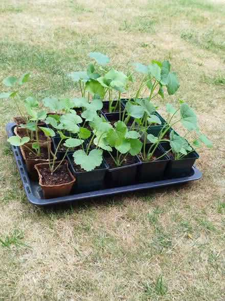 Photo of free 20 hollyhock plants (Top Amersham HP6) #1
