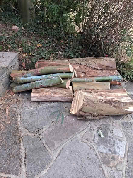 Photo of free Eucalyptus logs (Orpington BR6) #1