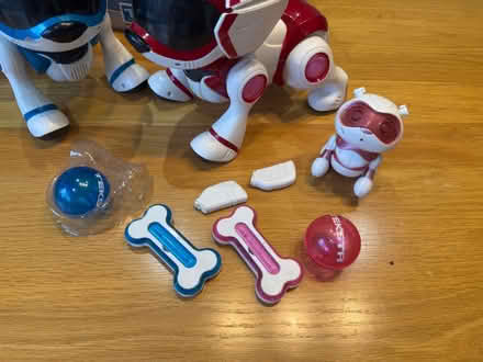 Photo of free Old Teksta puppies (Town Parks BT15) #4
