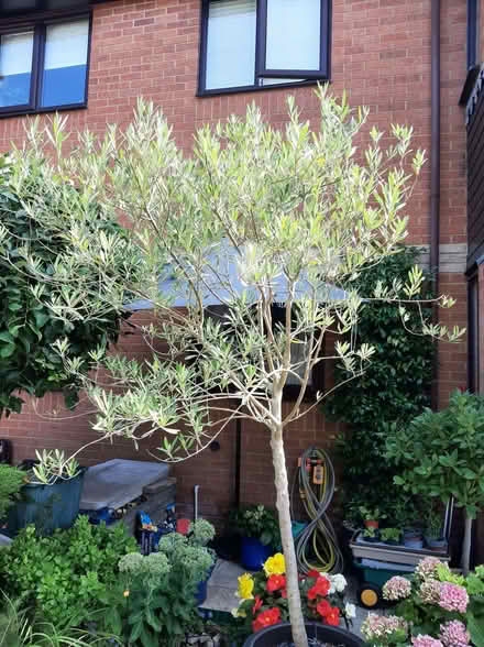 Photo of free Olive tree LIVE tree (Emmer Green RG4) #1