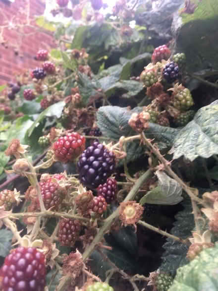 Photo of free Bags of Fresh Organic Blackberries (Liverpool L6) #1