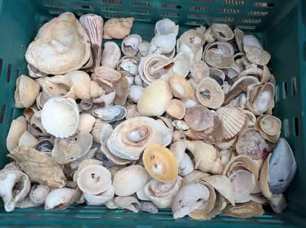 Photo of free Sea shells. (Yatton Keynell SN14) #2