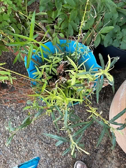Photo of free Willow cuttings (Burnham on Crouch CM0) #1