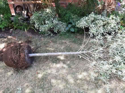 Photo of free Olive tree LIVE tree (Emmer Green RG4) #3
