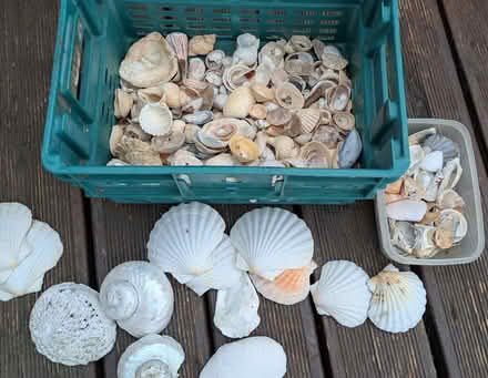 Photo of free Sea shells. (Yatton Keynell SN14) #1