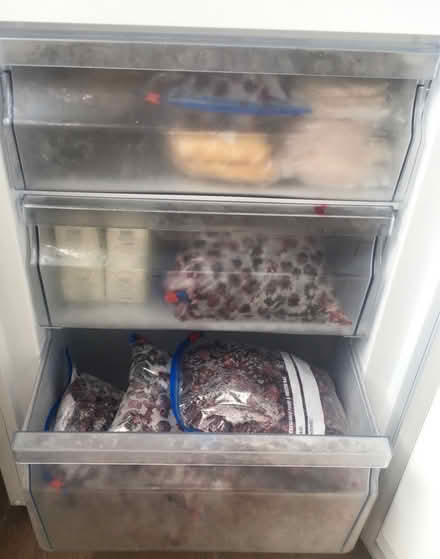 Photo of free Bags of Fresh Organic Blackberries (Liverpool L6) #3