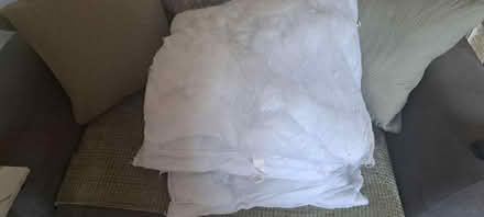 Photo of free 50x50 cushion inserts (Fallin FK7) #1