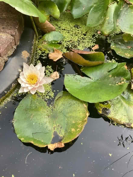 Photo of free Water lily (Lamorbey DA15) #1