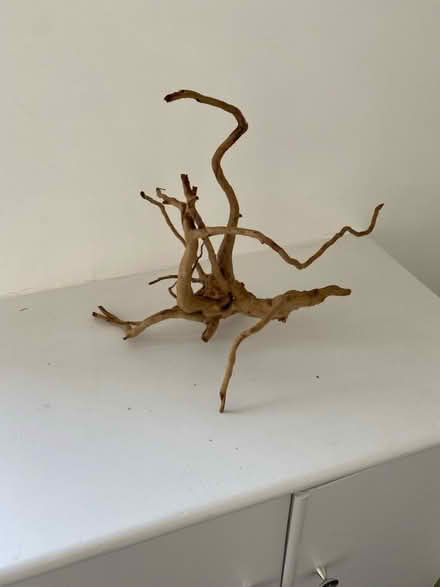 Photo of free Curio wood for an aquarium or viv (Dorking Town Centre RH4) #1