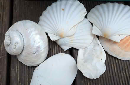 Photo of free Sea shells. (Yatton Keynell SN14) #4
