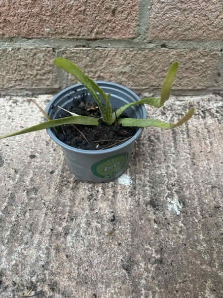 Photo of free Aloe Vera plant (Westbury Wilts BA13) #1