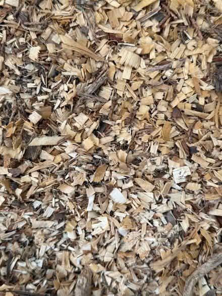 Photo of free Wood chip and logs (Eastbourne BN21) #3
