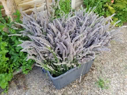 Photo of free Dried Lavender Cuttings (Redhill RH1) #1
