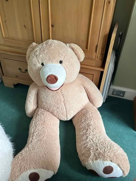 Photo of free Giant Teddy (Gosforth NE3) #1
