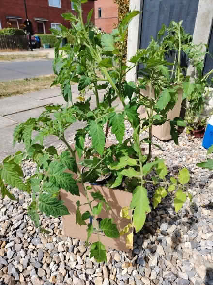 Photo of free Tomato plants (York YO31) #3