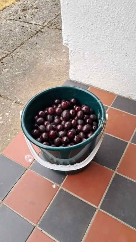 Photo of free Cherry plums (South Dublin) #1