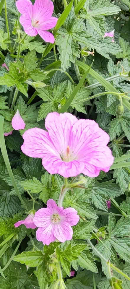 Photo of Garden items (Old Town HP2) #1