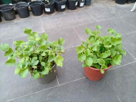 Photo of free Plants (Honeydew melon) garden (SL1 (next to mc donalds)) #1