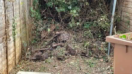 Photo of free Logs (Lye valley OX3) #1