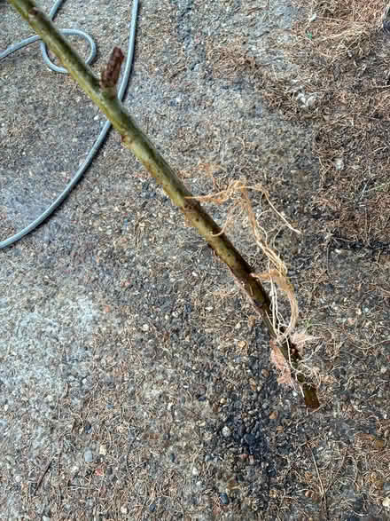 Photo of free Willow cuttings (Burnham on Crouch CM0) #2