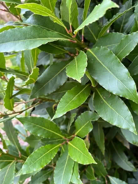 Photo of free Bay leaves (Near Settle BD24) #2