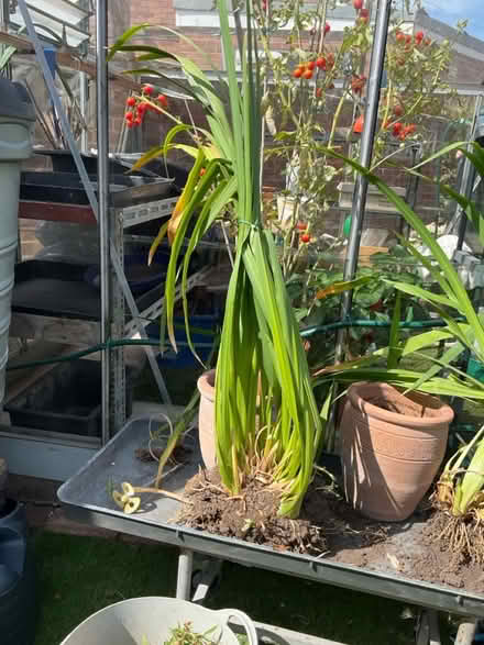 Photo of free Yellow flag iris (Bilton HU11) #2