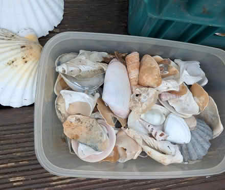 Photo of free Sea shells. (Yatton Keynell SN14) #3