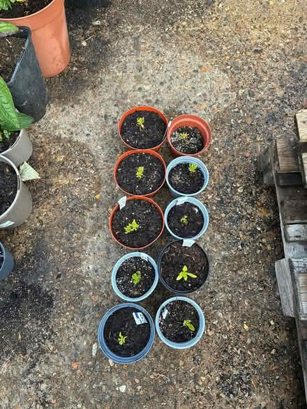 Photo of free Osteospermum cuttings (Burnham on Crouch CM0) #1