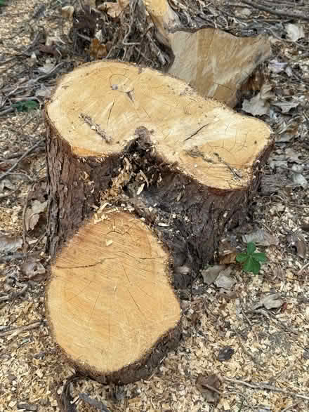 Photo of free Wood chip and logs (Eastbourne BN21) #2