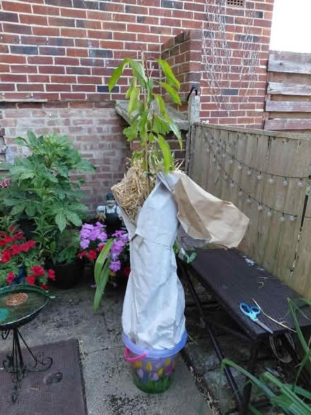Photo of free cherry tree (Rowner PO13) #1