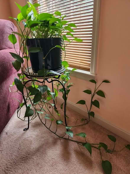 Photo of free Plant clippings (SE Washington DC) #1