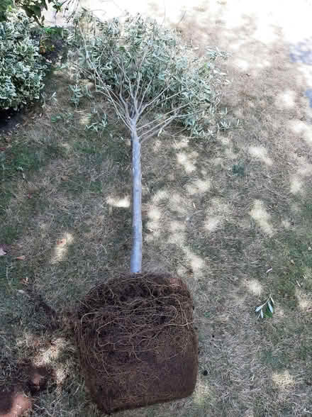 Photo of free Olive tree LIVE tree (Emmer Green RG4) #2