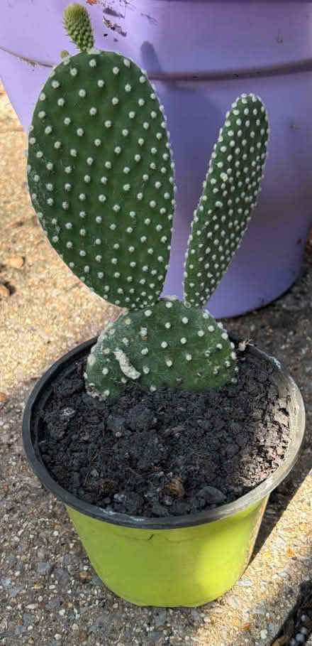 Photo of free Bunny Ears Cacti (Westbury Wilts BA13) #1