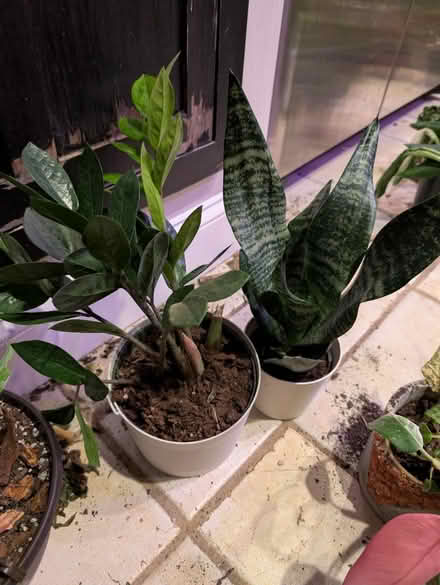 Photo of plants (Somerville) #1