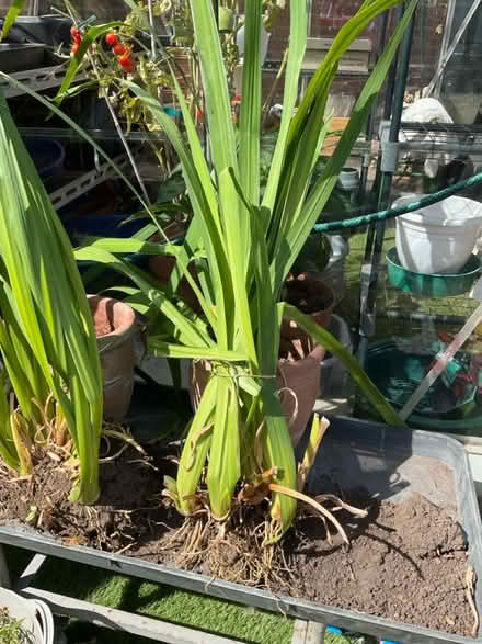 Photo of free Yellow flag iris (Bilton HU11) #1