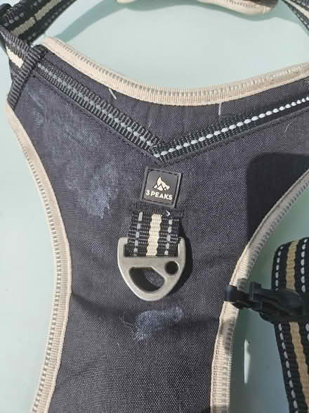 Photo of free Medium dog harness (March PE15) #3