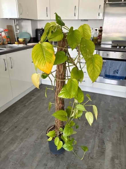 Photo of free Houseplant devil’s ivy (North Bristol BS7) #2