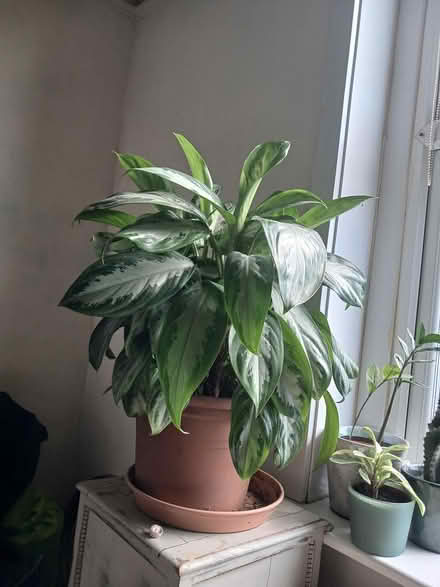 Photo of free Large Aglaonema Silver Bay (gosport PO12) #2